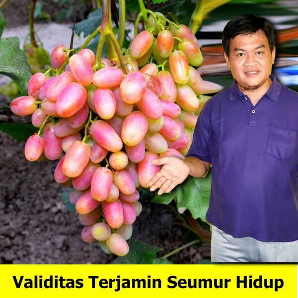 Bibit Anggur Merah Kuning Import Julian