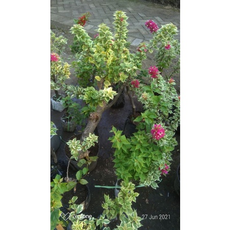 bogenvil singapur varigata Berbunga