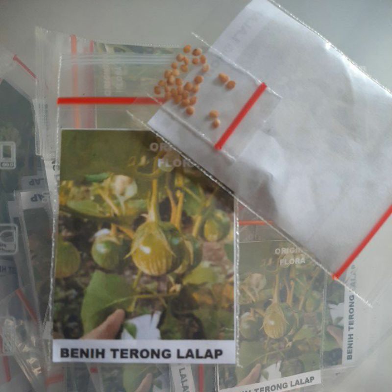 Biji Terong Lalap Benih Terong Lalap Siap Semai