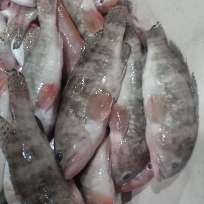 

Ikan Kerpau Segar Kerapu Susu Ikan Fresh Laut Kualitas GARANSI SEGAR