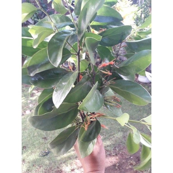 

BENALU SIRSAK KERING HIJAU 1000 GRAM (PREMIUM QUALITY)