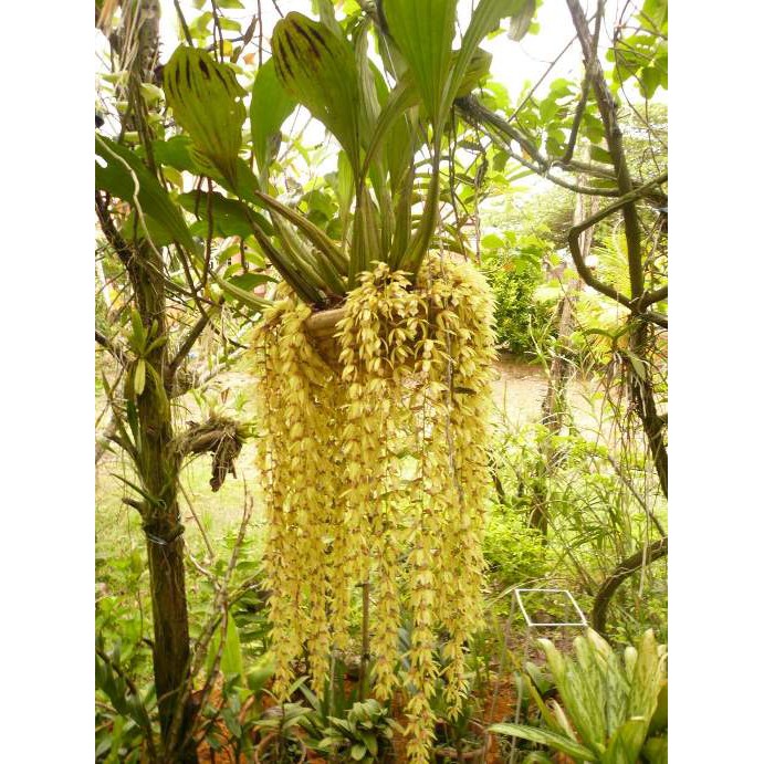 Anggrek Coelogyne Rochussenii