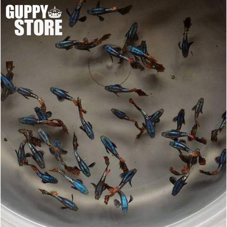 Terbaru Paket Murah Guppy Dragon  12 Ekor Paket Termurah Ikan Hias