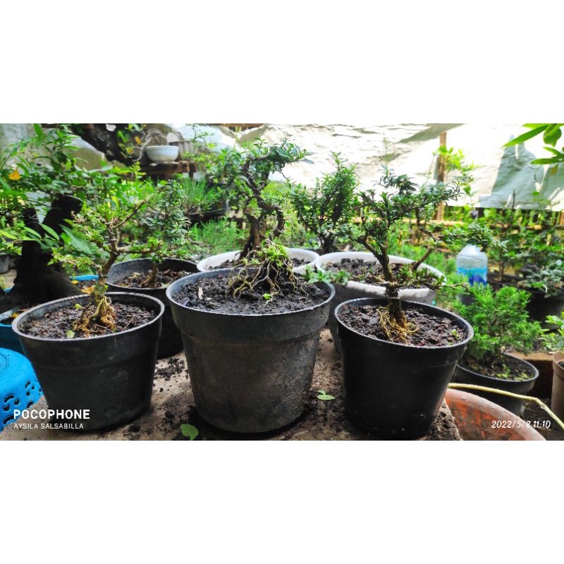 bahan bonsai  mame serbin mikro (serissa japonica)