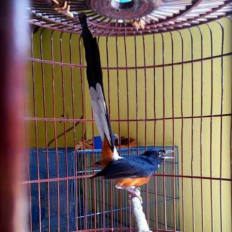 Burung Murai Batu Medan Asli Jantan No Gembung Prospek Pilihan muray Medan bukan palangka