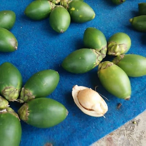 

terlaris Buah Pinang Muda Jambe - Pinang Muda Fresh 500gr