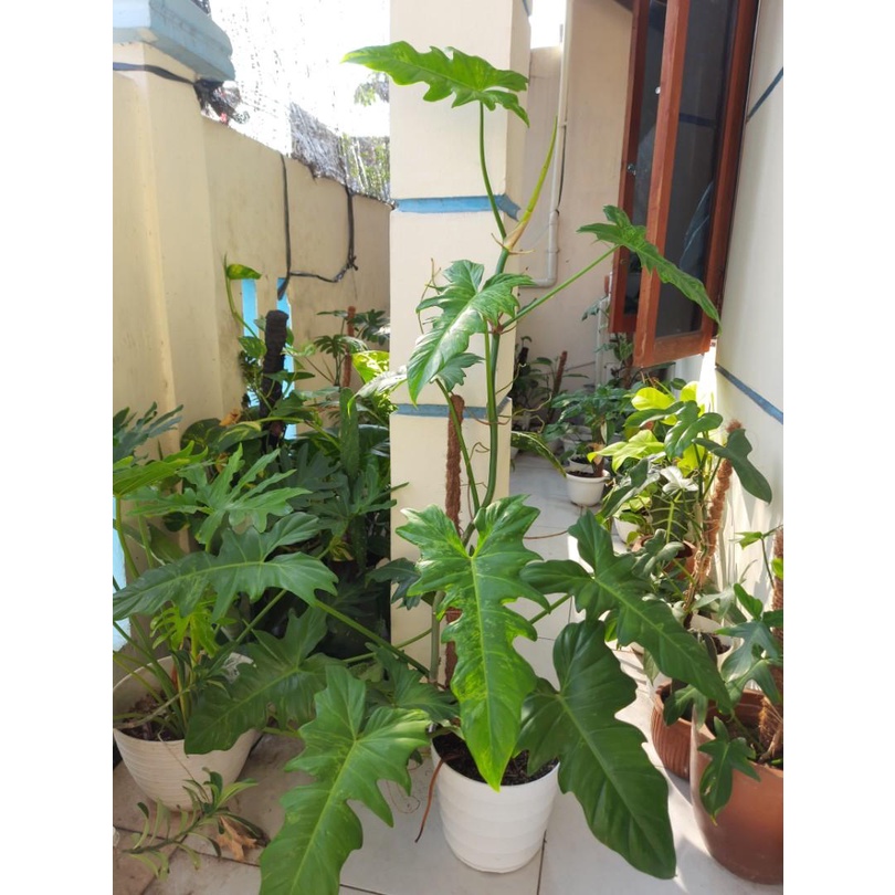 PROMO TANAMAN PHILODENDRON DRAGON MURAH BUNGA HIAS PHILODENDRON DRAGON TANAMAN TERAWAT