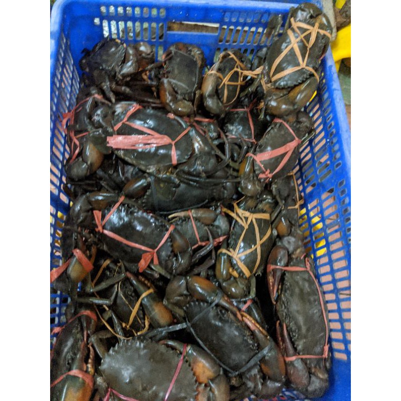 

Kepiting Jantan 300-400gr / 1kg