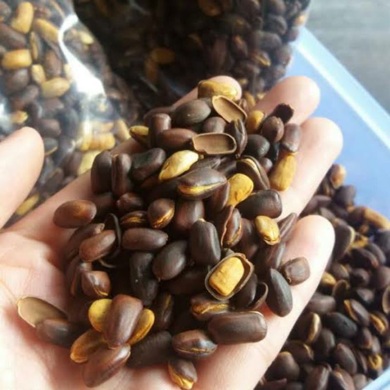 biji pohon trembesi