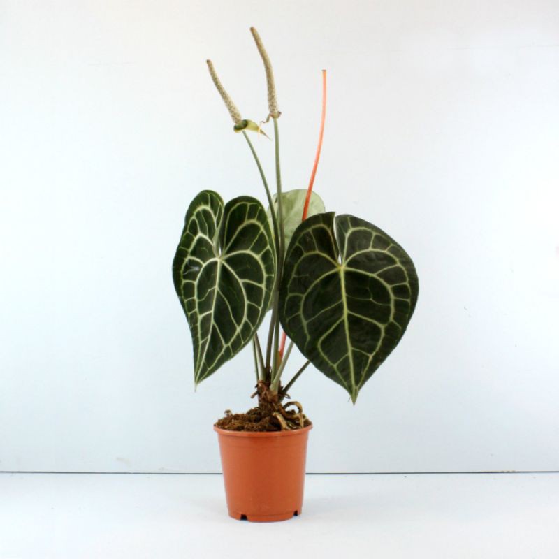 Tanaman Unik Anthurium crystallinum# Kuping Gajah Jual Termurah Terlengkap