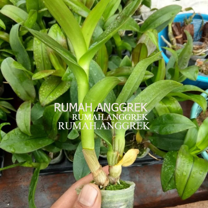 anggrek dendrobium melintir/keriting