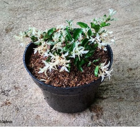 Tanaman Hias Bunga Anting Putri Salju Bahan Bonsai