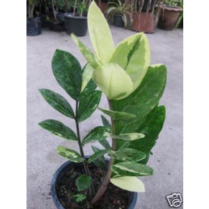 tanaman hias zz plant variegata