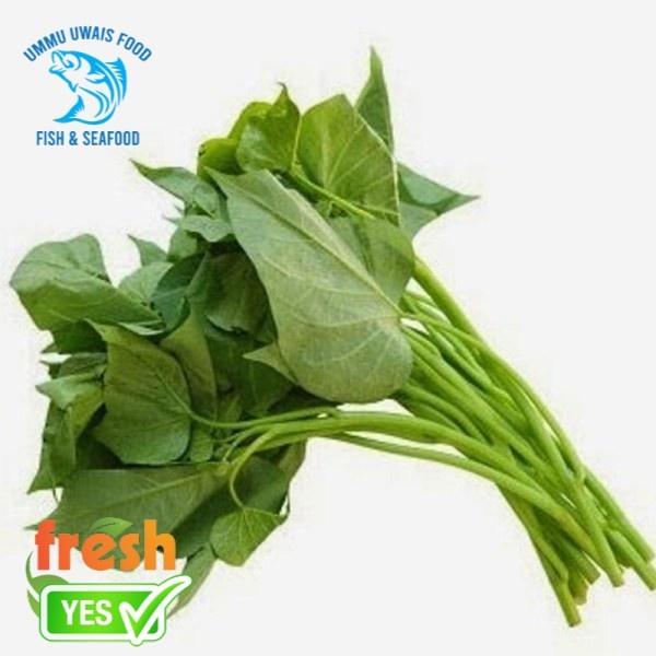 

Daun Ubi Jalar Segar Berkualitas - 1 Ikat