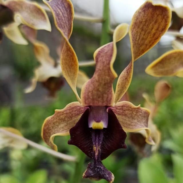 ANGGREK DENDROBIUM RIRIN TRIYANI