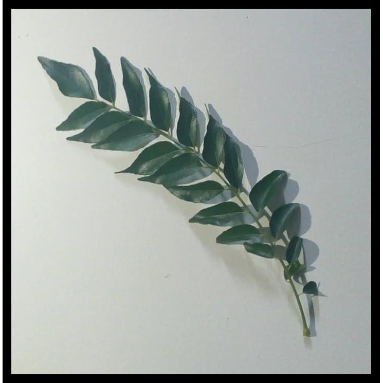 

HOT SALE Daun Kari Salam Koja Temurui Segar atau Kering Wild Curry Leaves terjamin