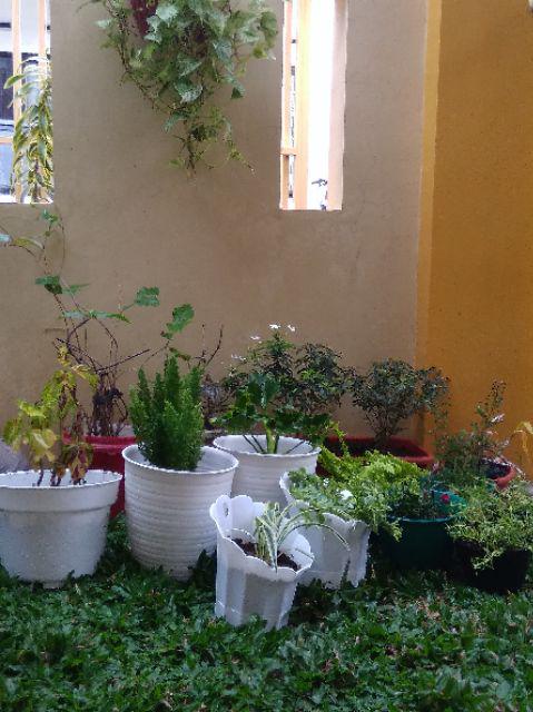 Tanaman Hias Bunga Dianthus Merah