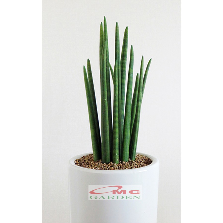 Lidah Mertua Sansevieria Sansivera Sansiviera Sensiviera  Sp Cylindrica Bojer Tombak Belut LMC-01