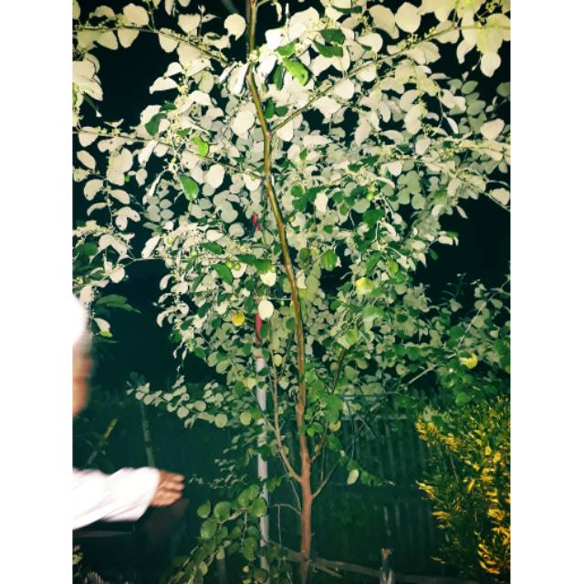 POHON BIDARA SUDAH BERBUAH