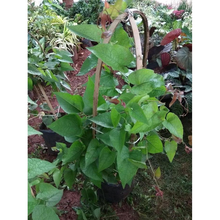 Baru Bibit Pohon Tanaman Rambat Bunga Air Mata Pengantin Warna Pink Gpr