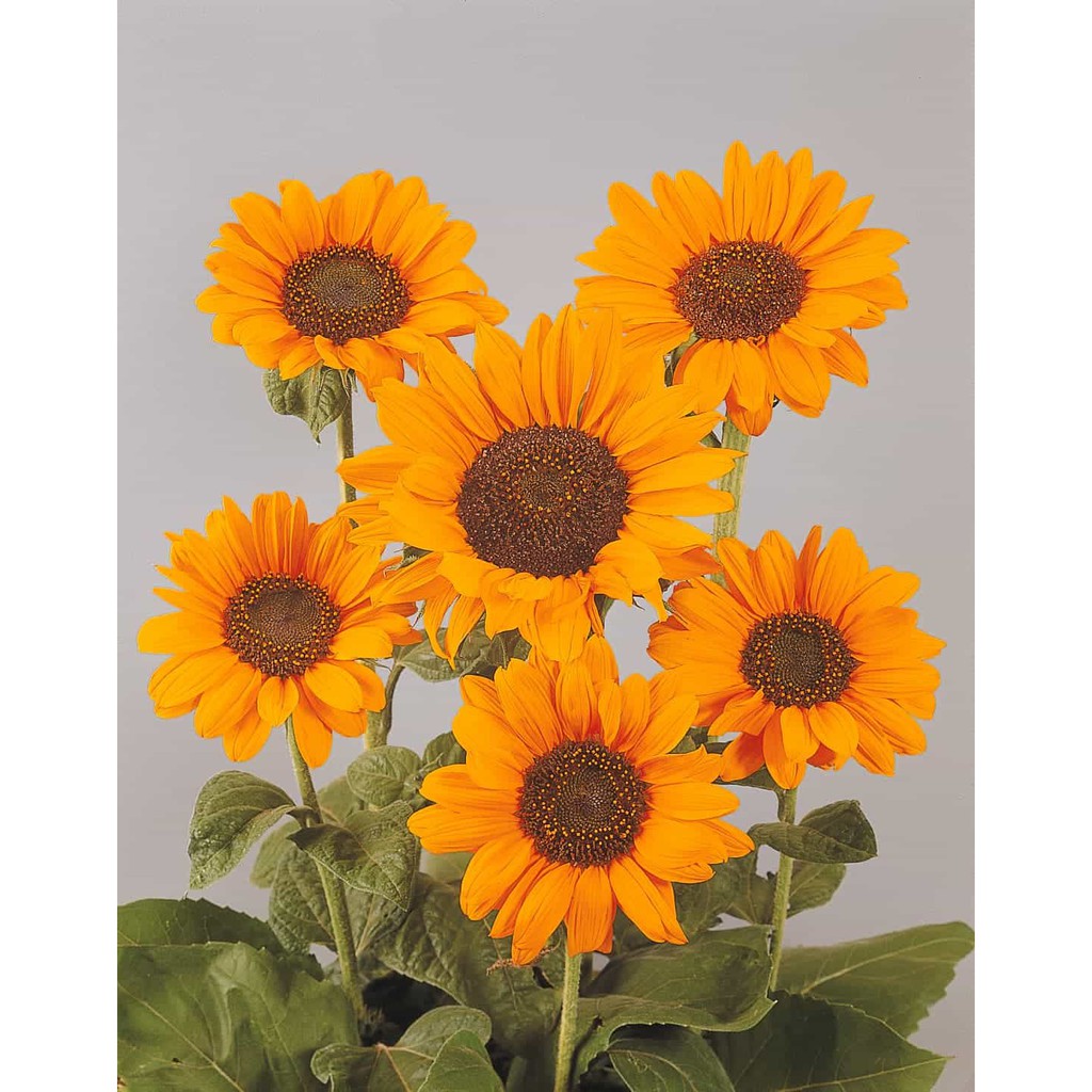 Benih Bibit Biji - Sunflower Golden Dwarf Soraya Bunga Matahari Emas Kerdil Seeds - IMPORT