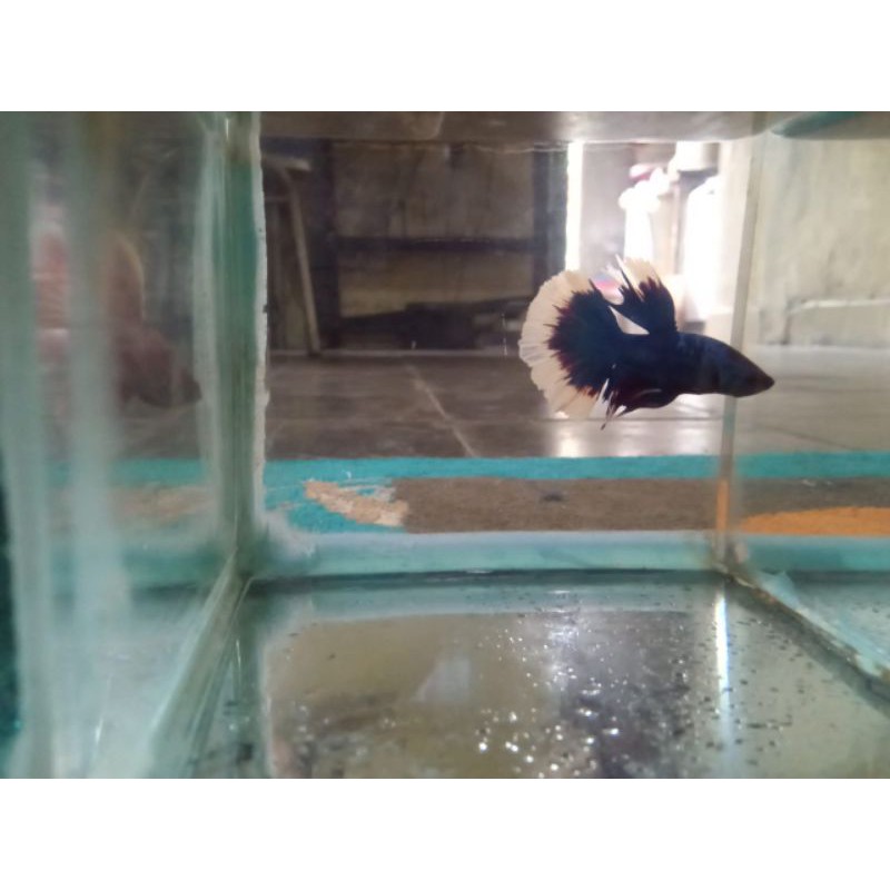 ikan cupang halfmoon