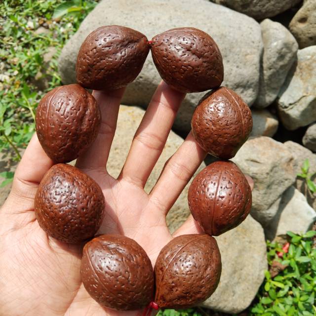 Jenitri  mukhi 3 besar genitri ganitri