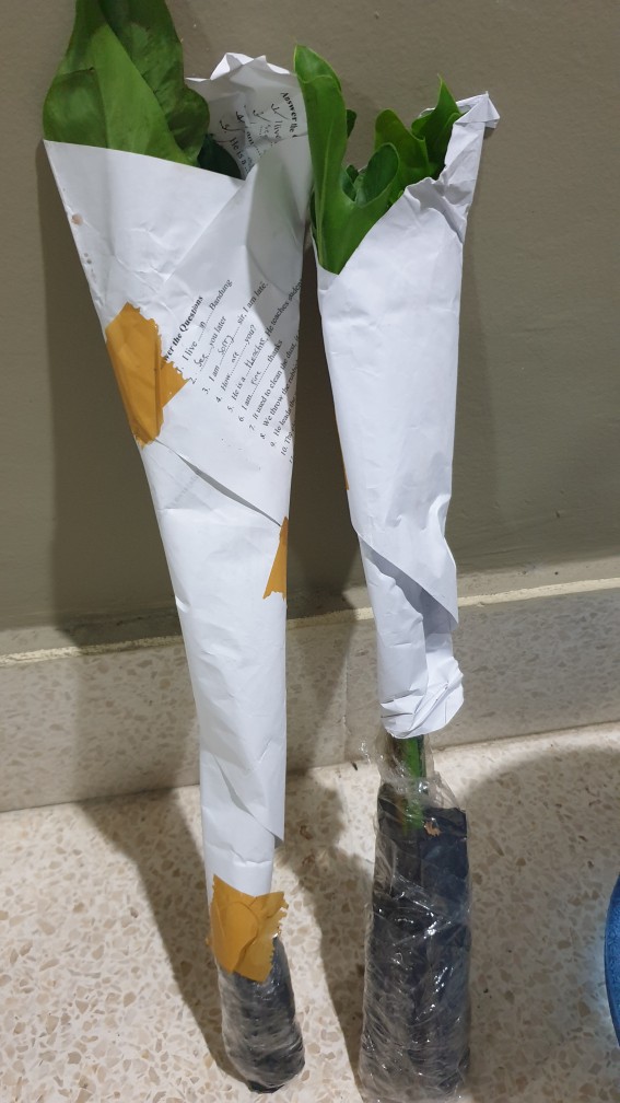 Tanaman Hias Philodendron Golden Dragon