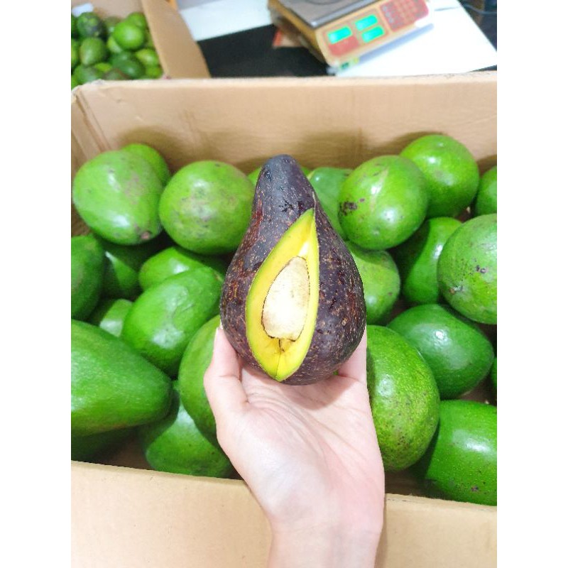 

Alpukat Mentega Jumbo