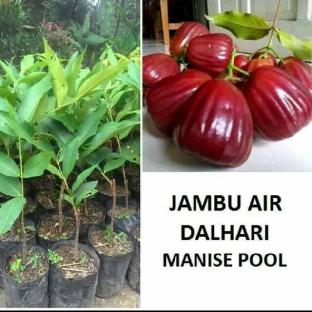 

Bibit buah jambu air dalhari