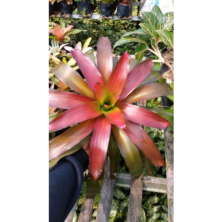 bromeliad dwi collor