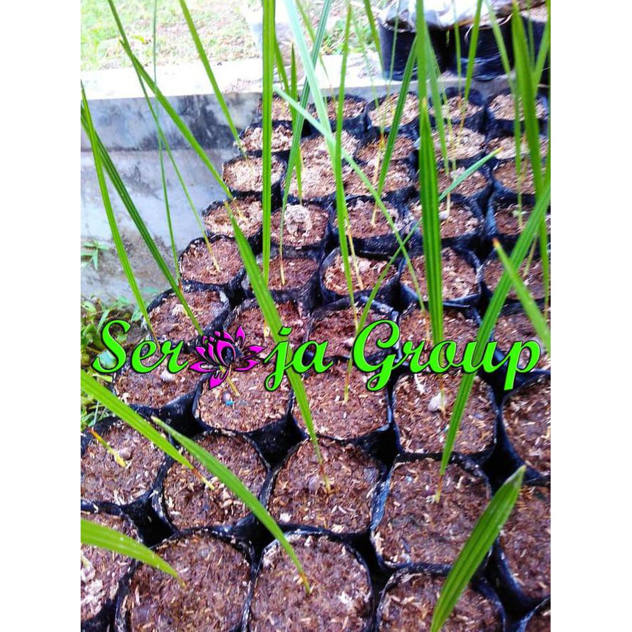 #_# Bibit / Benih Pohon Kurma Ajwa / Ajwah / Kurma Nabi Unggulan