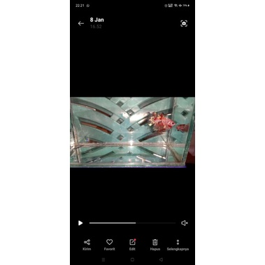 Ikan Cupang Nemo Galaxy Cooper Gold