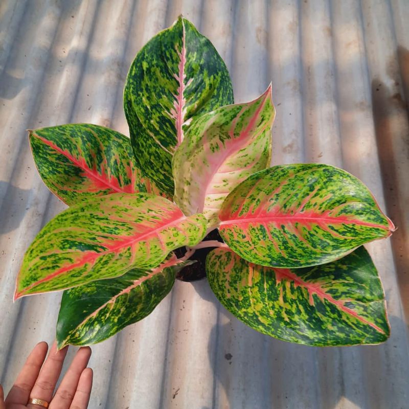 anakan aglonema big papa