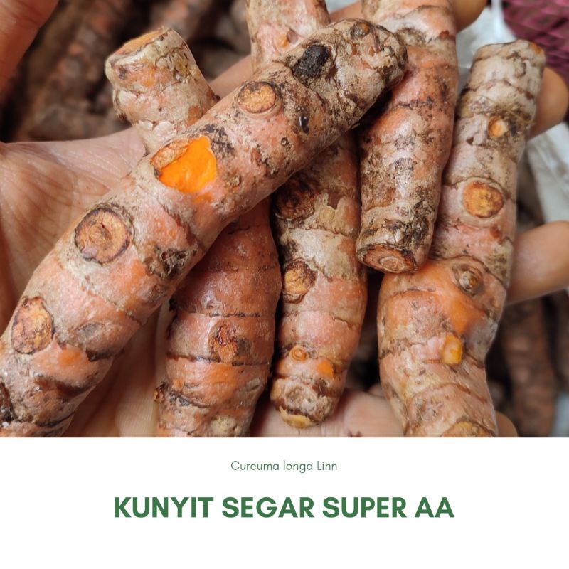 

Kunyit Kunir Segar Kualitas Superan SP AA 1 Kg Asli Petani Lokal Pacitan