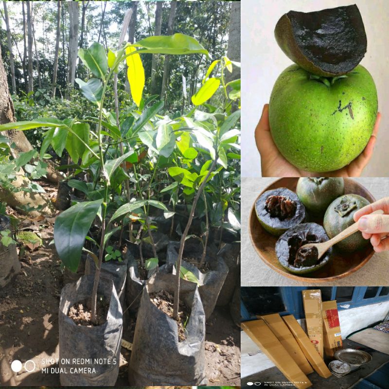 Bibit black sapote / Gian / jumbo / okulasi