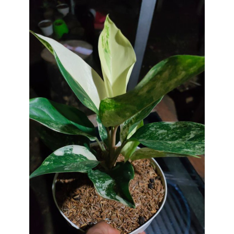 Aglonema siam jade varigata