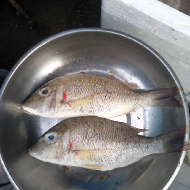 

Ikan cukil laut