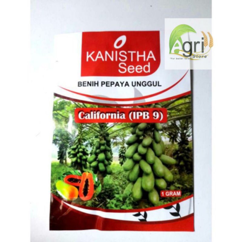BENIH PEPAYA MADU CALIFORNIA TERMURAH
