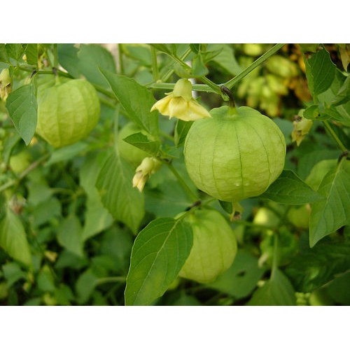 Tomatillo Verde 10 Biji (Benih Biji Bibit Tanaman Sayur Sayuran)