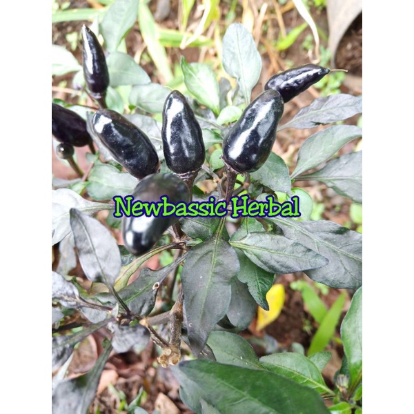 

cabe hitam cabe wulung fresh 500g