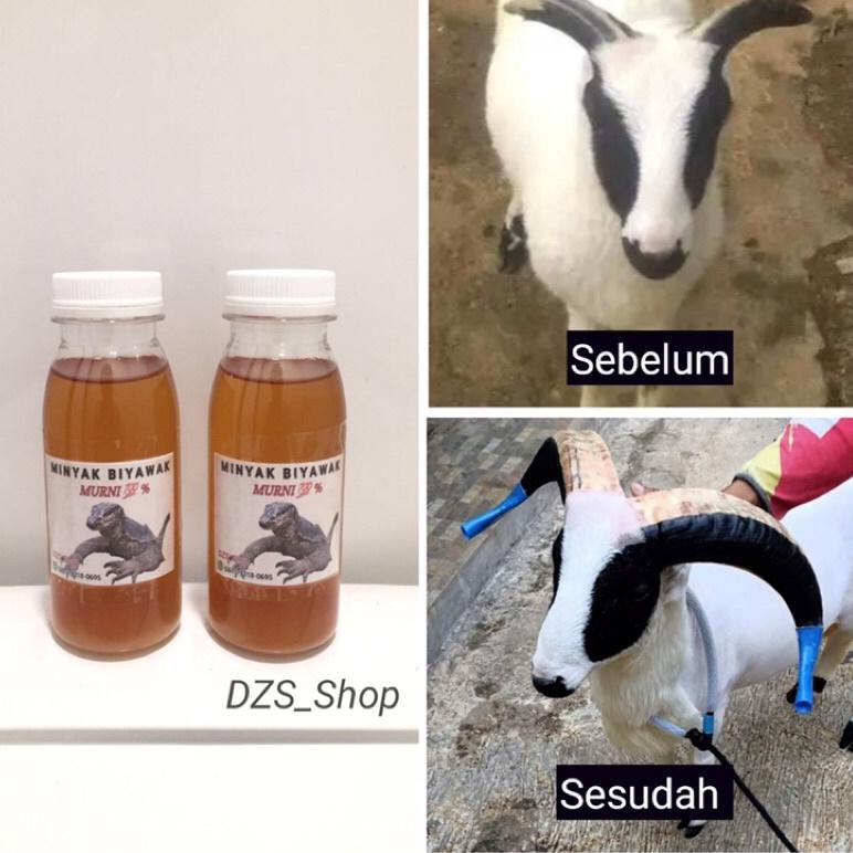 N-IVT】 【✓】 Minyak Biyawak Murni || Penyubur Tanduk Domba