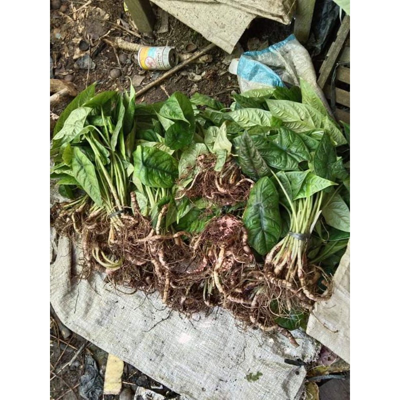 Partai 50 pohon alocasia puncak borneo