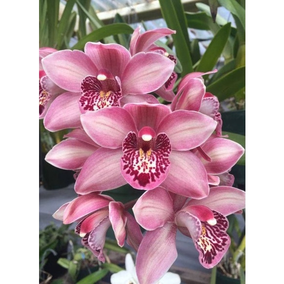 Anggrek Cymbidium Mikivieta Dewasa Siap Bunga