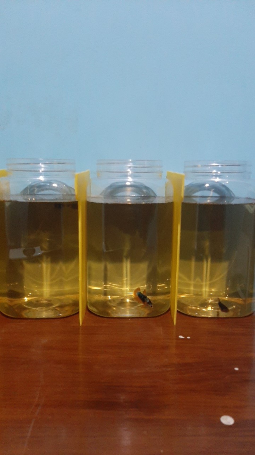 Toples Cupang Tanpa Tutup Uk 2 Liter Isi 30pcs