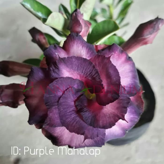 

jual Bibit Bunga Kamboja Adenium Purple Mahalap