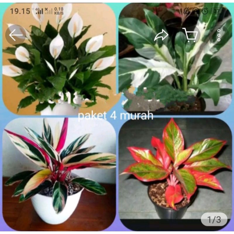 Promo 4 paket tanaman hidup- aglonema lipstik Aurora /spatupilm Varigata/ spatupil pece Lily/ chalat