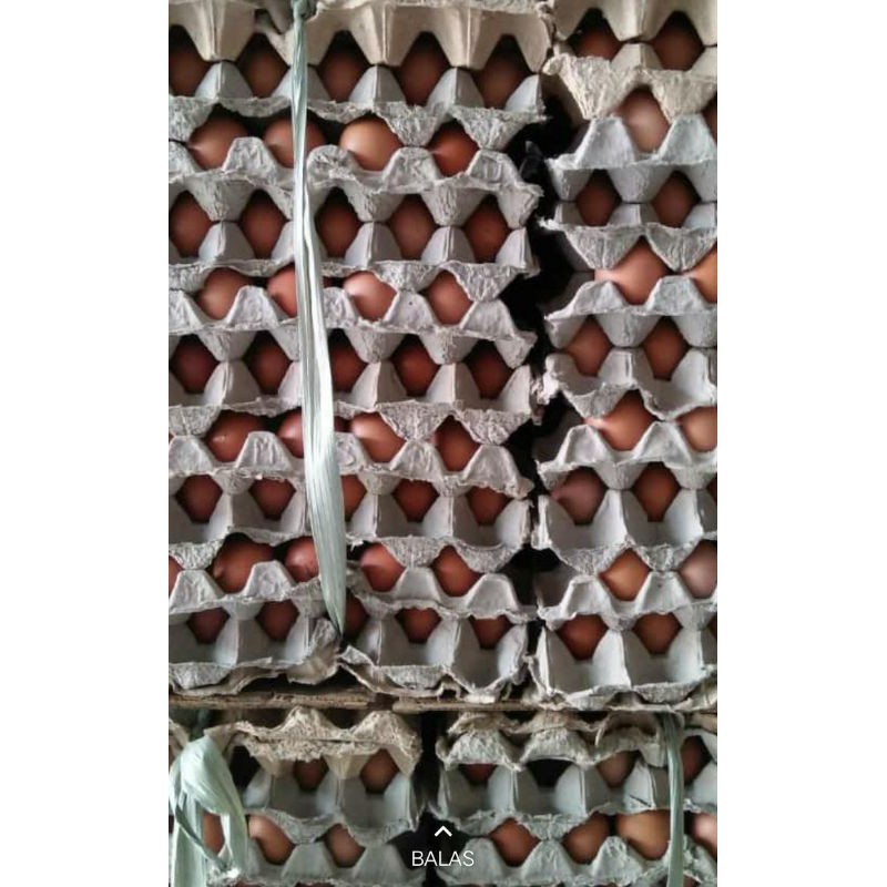 

TELUR MEDAN EROPA BESAR