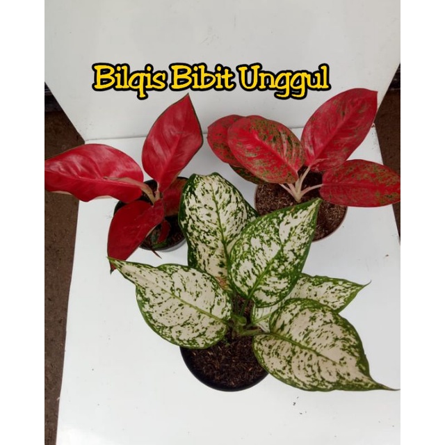 paket 3 bunga aglonema dut white,red stardast,suksom (dud white,red Stardust/stardus/stardas)