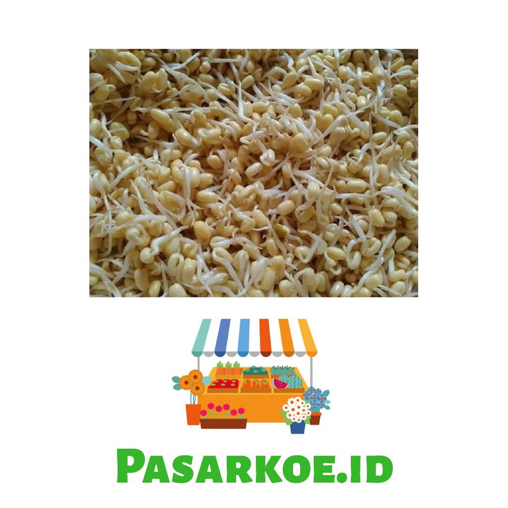 

TAUGE PENDEK / KECAMBAH 250 GRAM